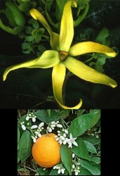Έλαιο Χώρου Άνθη Πορτοκαλιάς με Ylang Ylang